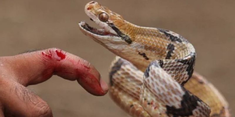 Chiêm bao thấy bị rắn cắn báo hiệu điều gì cho bạn?