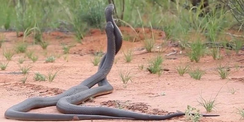 Mộng thấy 2 con rắn có ý nghĩa gì?